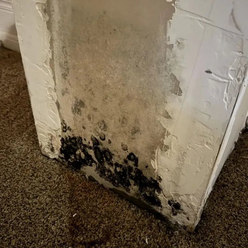Professional Mold Removal in Jackson, AL